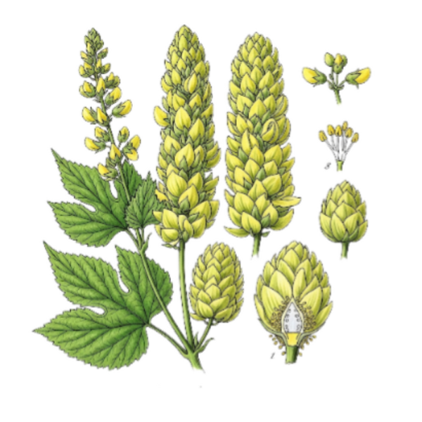 Houblon Fleurs (Humulus Lupulus L.) Lúpulo Flor