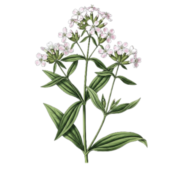 Saponaire Parties Aériennes / (Saponaria Officinalis L.) / Saponaria