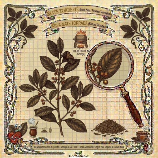 Maté Torréfié Feuiles - (Ilex paraguariensis) - Erva-Mate Torrada Folhas