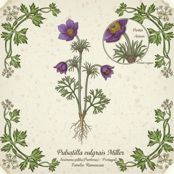 Anémone Pulsatille Parties Aérienne - (Pulsatilla vulgaris) - Anémona