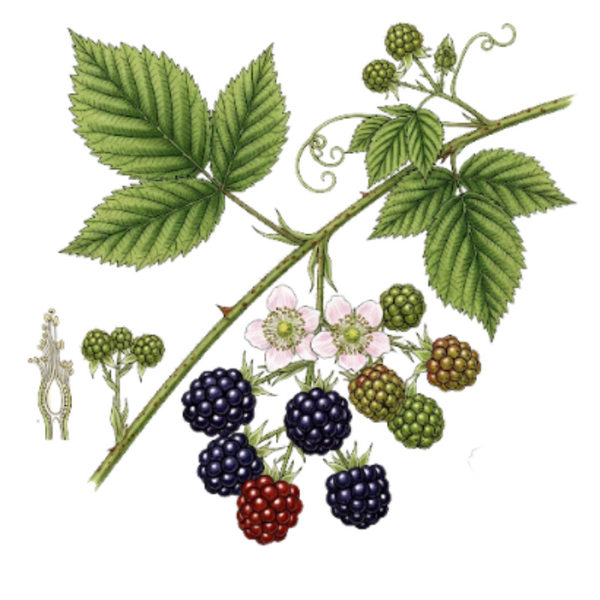 Ronce Parties Aériennes (Rubus fruticosus L.) Silvas