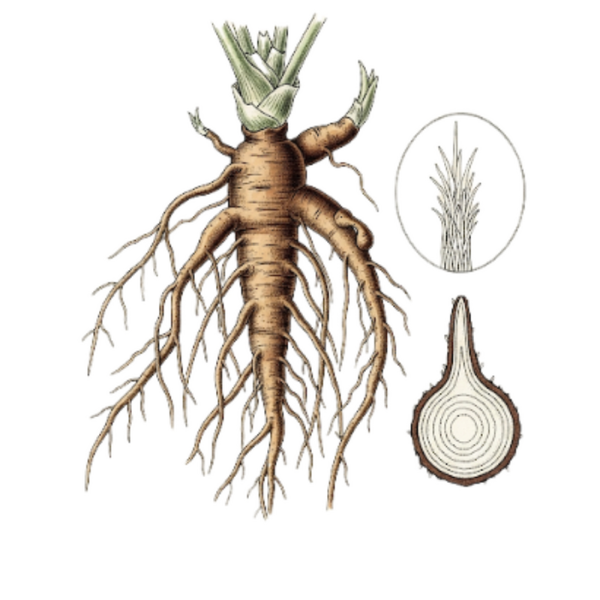 Ginseng Brésilien Racine (Pfaffia paniculata L.) Ginseng Brasileiro Raíz