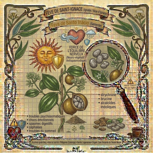 Fève de Saint-Ignace - (Strychnos ignatii Berg.) - Fava de Santo Inácio.