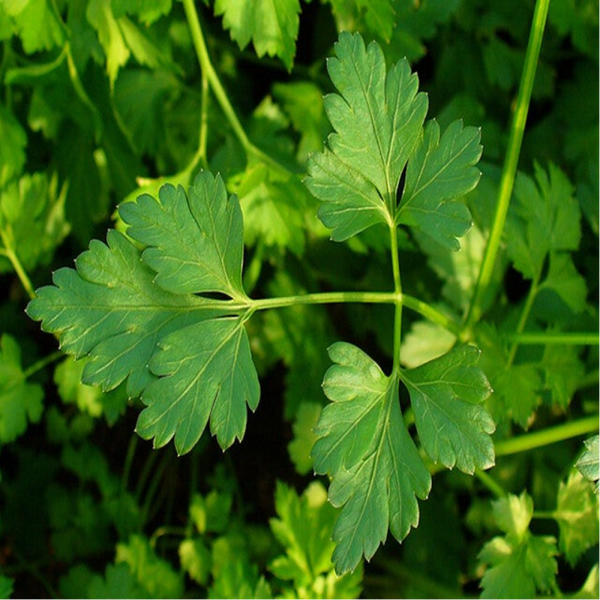 Persil - Feuilles / (Petroselinum sativum Hoffm.) / Salsa - Folhas