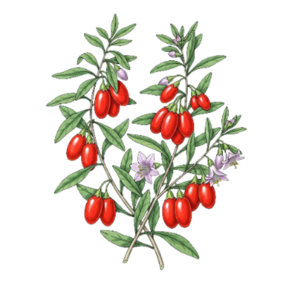 Goji Baies / (Lycium barbarum Mill.) / Goji Frutos
