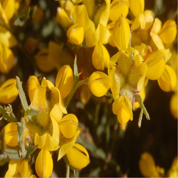 Genêt tridenté Fleurs / (Pterospartum tridentatum L.) / Carqueja Flor