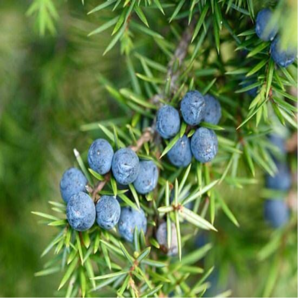 Baies de Genévrier / (Juniperus communis L.) / Junipero - Zimbro Bagas Pretas