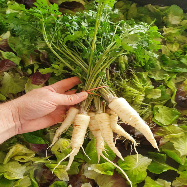 Persil - Racines / (Petroselinum sativum Hoffm.) / Salsa - Raíz