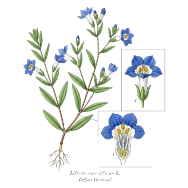 Gremil Parties Aériennes / (Lithospermum diffusum L.) / Sargacinha / Sete-sangrias