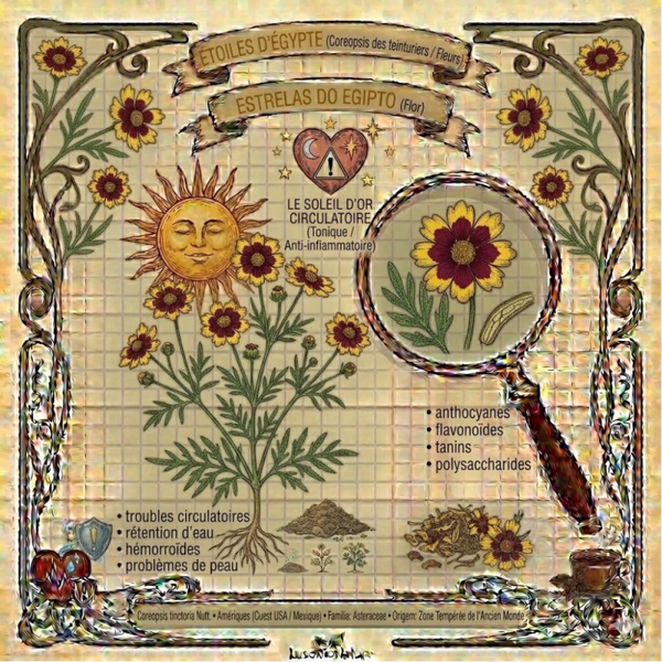 Étoiles d'Égypte Fleurs - (Coreopsis tinctoria Nutt.) - Estrelas do Egipto Flor