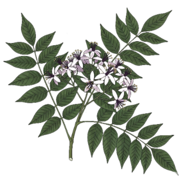 Fleur du Paradis Feuilles / (Melia azedarach) Melia - Azedaraque - Flor do Paraíso