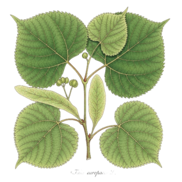 Tilleul Feuilles / (Tilia europaea L.) / Tília