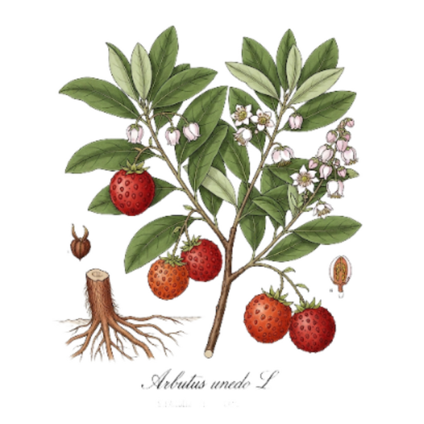Arbousier Feuilles / (Arbutus unedo L.) Medronheiro Folhas