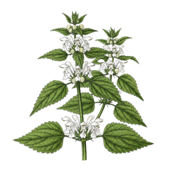 Ortie Blanche Parties aériennes (Lamium Album L.) Urtiga Branca