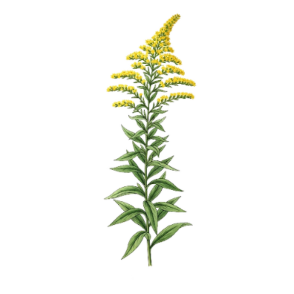 Verge d'Or - Partes Aériennes / (Solidago virga-aurea L.) / Vara D'Ouro