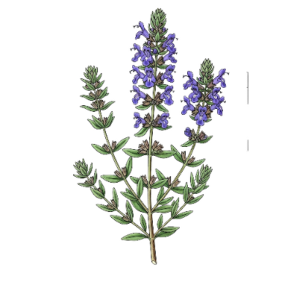 Hysope Parties Aériennes / (Hyssopus officinalis) / Hissopo Partes Aéreas