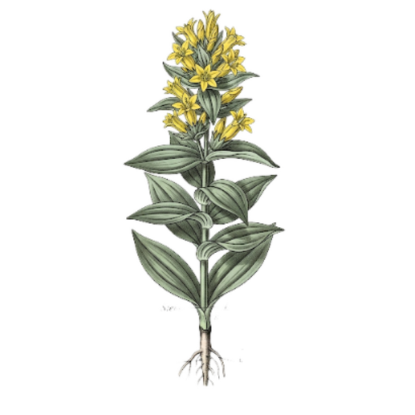 Gentiane Racine (Gentiana lutea L.) Genciana Raíz