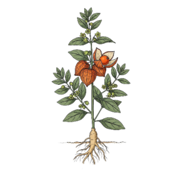 Ginseng Indien Racine (Withania Somnifera) Ginseng Indiano Raíz