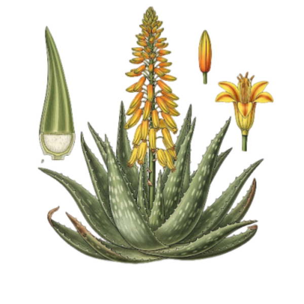 Aloe Vera - Poudre / (Aloe barbadensis)
