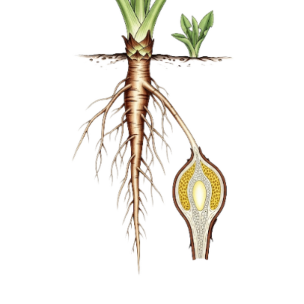 Pissenlit Racine / (Taraxacum Officinale L.) / Taraxaco Dente de Leão