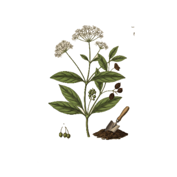 Bois d’Anisette Parties Aériennes (Heckeria umbellata) Pariparoba