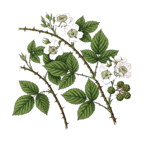 Ronce Parties Aériennes / (Rubus Fruticosus L.) / Silvas