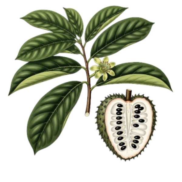Corossol Parties aériennes / (Annona muricata L.) / Graviola