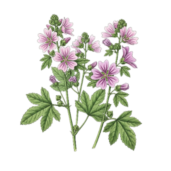 Mauve Sylvestre Parties Aériennes / (Malva sylvestris L.) / Malvas