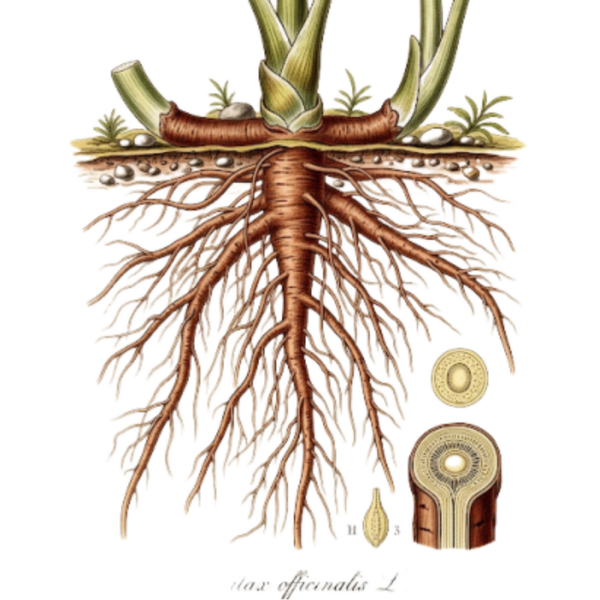 Salsepareille Racine / (Smilax officinalis L.) / Salsaparrilha