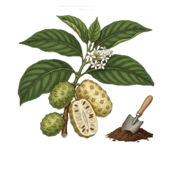 Noni Fruits (Morinda citrifolia L.) Noni - Morinda Citrifolia Frutos