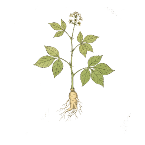 Ginseng Blanc Racine (Panax ginseng C.A. Meyer) Ginseng Branco Raíz