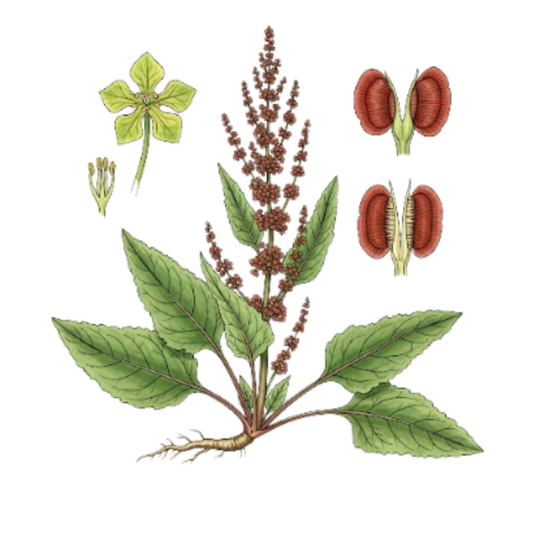 Patience Fleurs (Rumex obtusifolius L.) Regalo da Horta - Labaça Flor