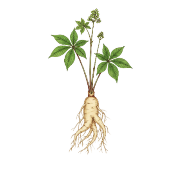 Ginseng Blanc Poudre (Panax Ginseng C.A. Meyer) Ginseng Branco Pó