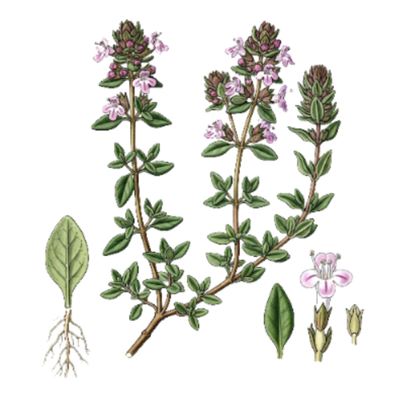Thym Parties Aériennes (Thymus vulgaris L.) Tomilho