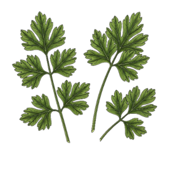 Persil Feuilles / (Petroselinum Sativum Hoffrr) / Salsa