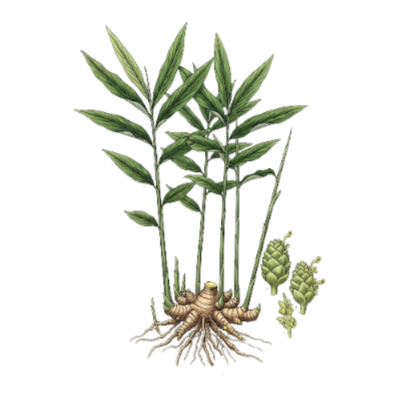 Gingembre Racine (Zingiber Officinale Roscoe) Gingibre Raíz
