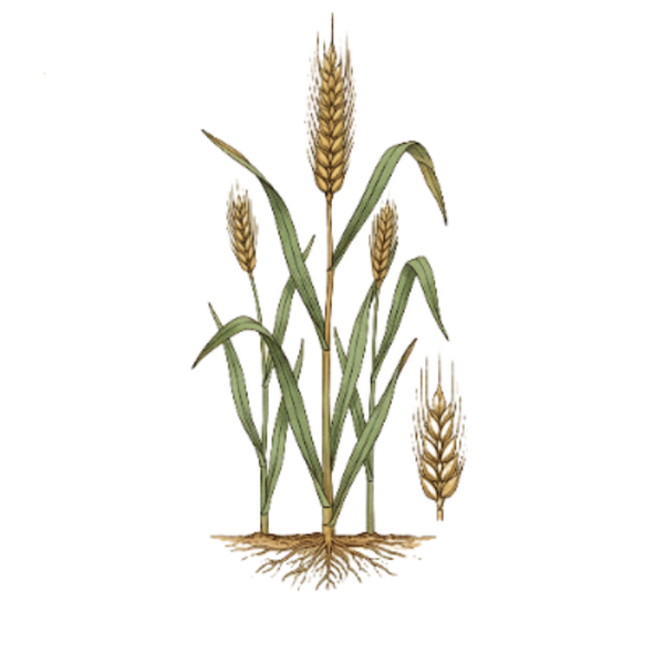 Blé Graines (Triticum aestivum L.) Trigo Sementes