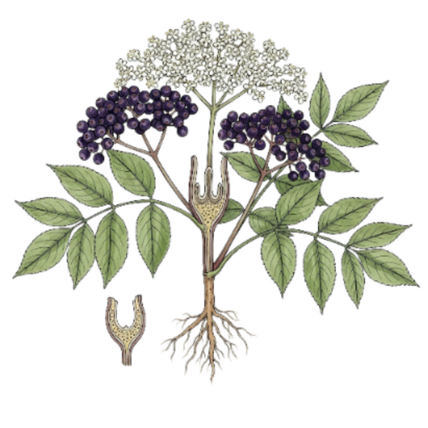 Sureau Fruits (Sambucus Nigra L.) Sabugueiro Frutos