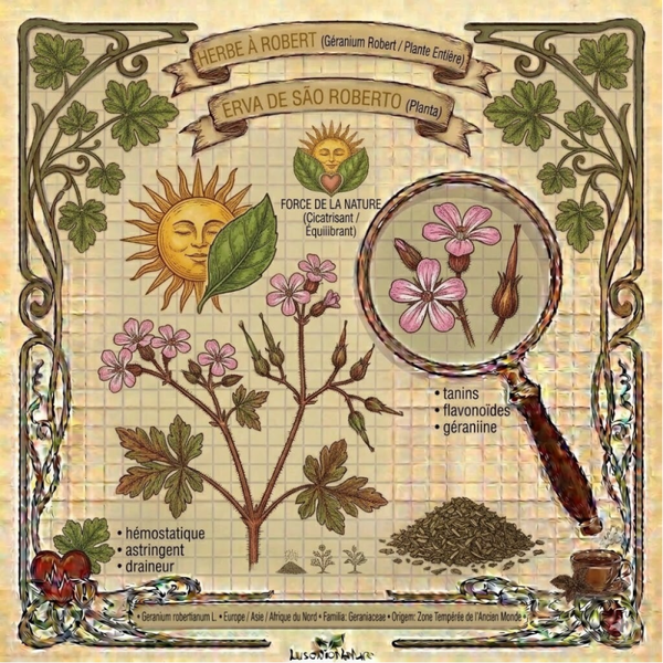 Herbe à Robert Plante - (Geranium robertianum L.) - Erva-de-São-Roberto Planta