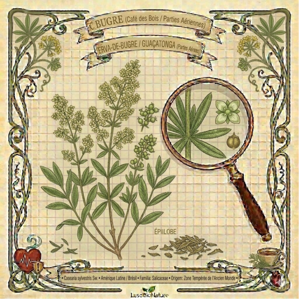 Bugre Parties Aériennes - (Casearia sylvestris) - Erva-de-Bugre / Guaçatonga Partes Aéreas