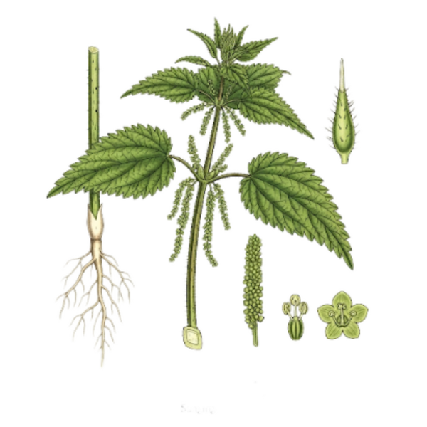 Ortie Verte Parties Aériennes (Urtica dioica L.) Urtiga Vulgar