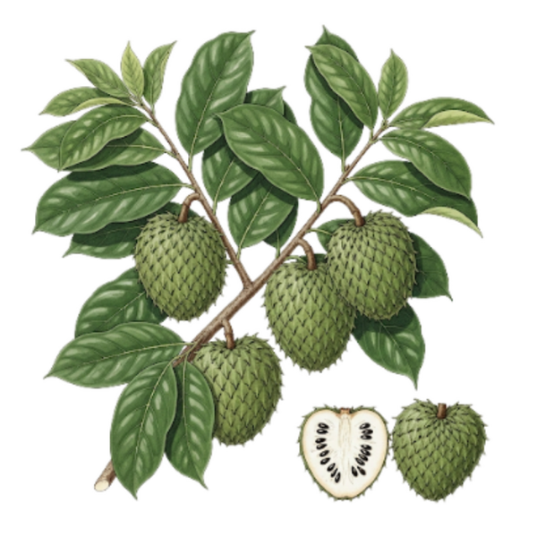 Corossol Parties Aériennes / (Annona muricata L.) Graviola