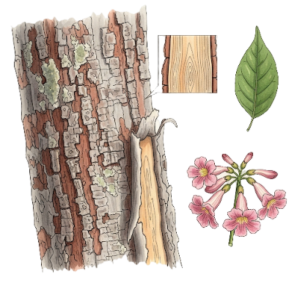 Lapacho Écorce /  (Tabebuia Avellanedae L.) / Pau-d’Arco
