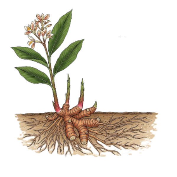 Galanga Racines / (Alpinia galanga L)