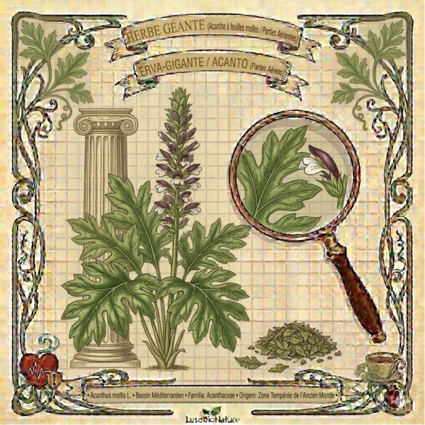 Herbe Géante Parties Aériennes - (Acanthus mollis L.) - Erva-Gigante / Acanto Partes Aéreas