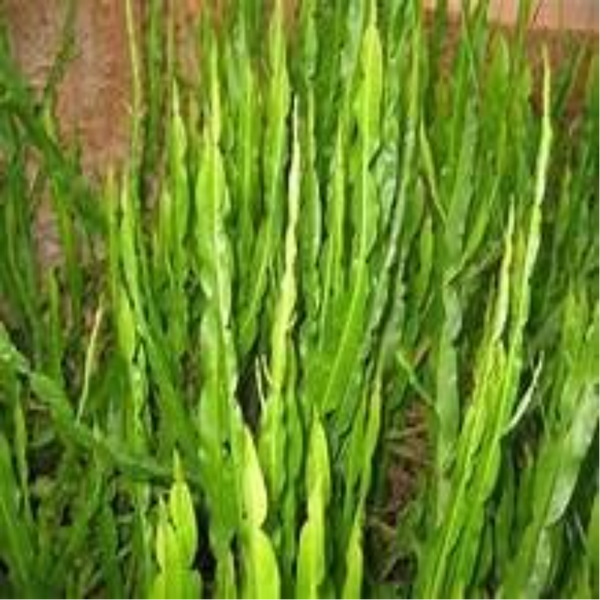 Baccaride Faux Genêt Plante (Pterospartum tridentatum L.) Carqueja Planta