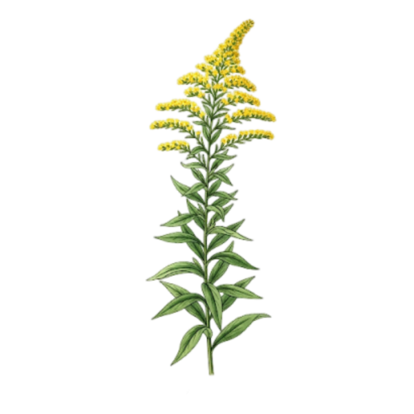 Verge d'Or Parties Aériennes (Solidago Virga-Aurea L.) Vara D'Ouro