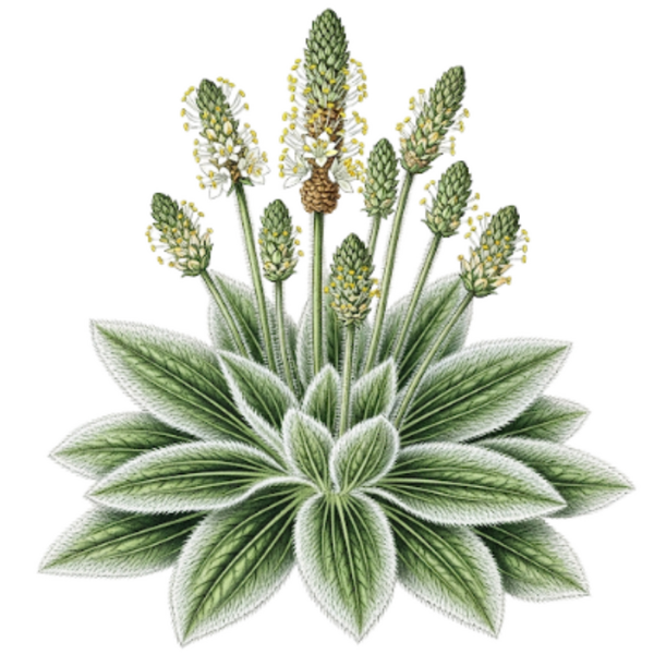 Plantain Parties Aériennes / (Plantago media L.) Tanchagem