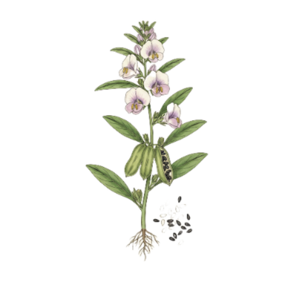 Sésame Graines  (Sesamum indicum L.) Sesamo Sementes