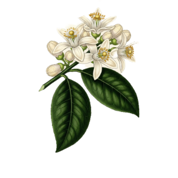 Oranger Bio Extra - Fleurs / (Citrus sinensis Osbeck) / Laranjeira Bio Extra - Flor